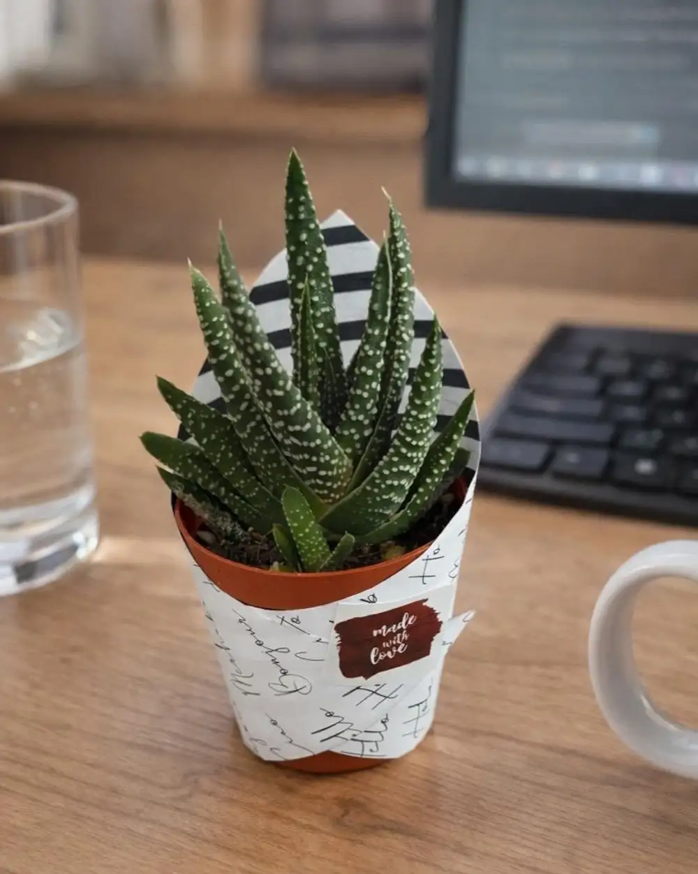 Bikutumutluluk Sukulenti